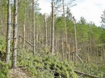 Незаконна сеч на 21 броя дървета от бук и габър установиха в местност  край с.Чеплетен