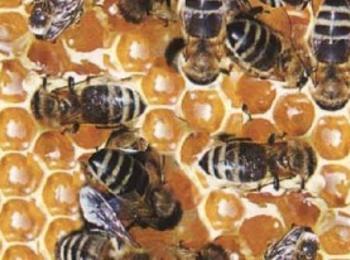 Пчеларите кандидатстват от днес за държавна помощ