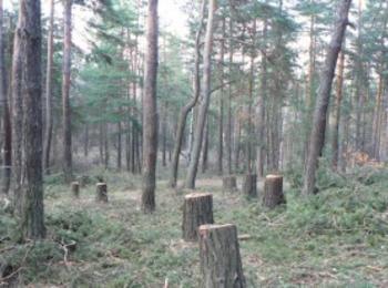  Бракониери отрязаха 19 дървета край село Хвойна