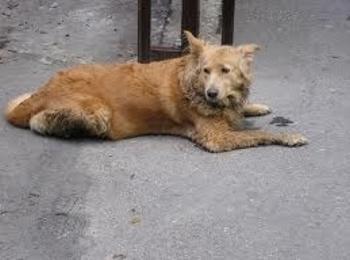 Бездомно куче затвори вход на жилищен блок в Смолян, Тир обърка пътя и се заклещи в Баните