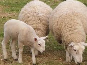 Подпомагат стопани, отглеждащи овце и кози