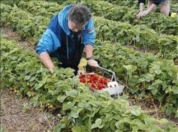 Търсят берачки на ягоди - до 40 г., здрави и свикнали на тежък физически труд