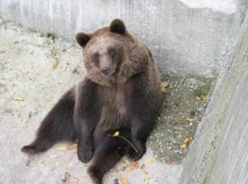  РИОСВ – Смолян осъществи контрол при улов и маркиране с GPS – нашийник на кафява мечка