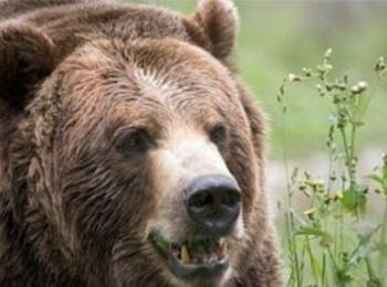 Собствениците на животни, убити от мечка ще бъдат обезщетени