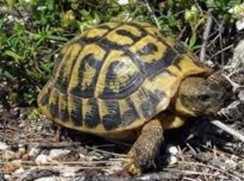 Експерти предотвратиха продажба на шипоопашата костенурка, глобиха продавача