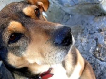  Ловдижийски кучета удушиха 10 ярета край златоградско село