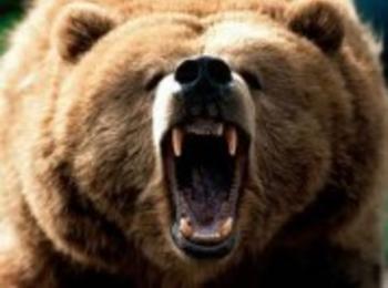 4 животни уби мечка в Чепеларско