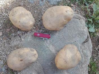 Бивш военен командир отгледа картоф-гигант