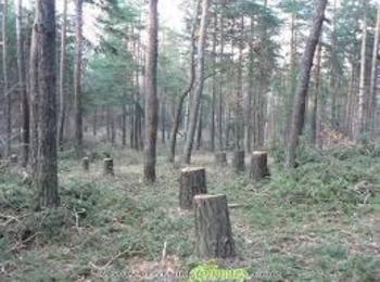 25 букови дървета са били незаконно отсечени в местност край село Чокманово