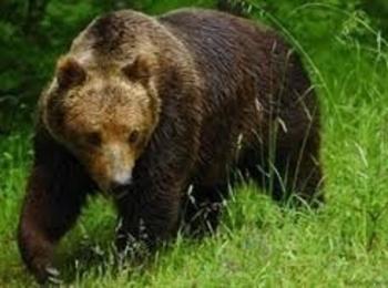 Ще бъде извършено мащабно обследване на популацията на кафява мечка