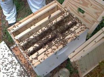 Договорени са всички одобрени заявления за подновяване на кошери, отводки и пчелни майки