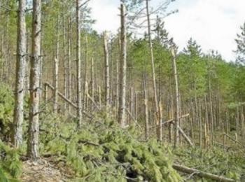 Незаконна сеч на 32 броя дървета от бял бор установиха в местност  край с.Вълчан