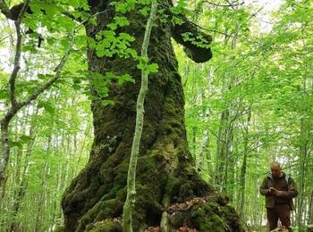 РИОСВ – Смолян откри процедура по обявяването на четири дървета за защитени