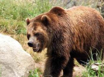 Първо мечо нападение тази година, убити са две овце и агне край Чокманово