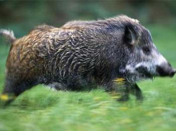  В Смолян вече има апаратура за изследване на трихинелоза при дивите прасета