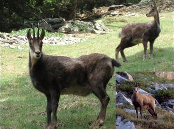   Два сигнала за намерени мъртви диви кози са получени в РИОСВ – Смолян
