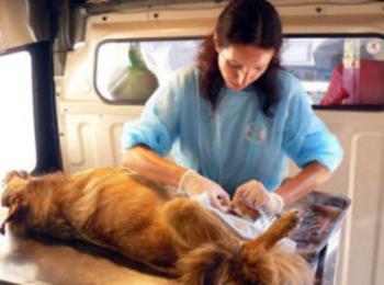 Започна безплатна кастрация на домашни животни в Златоград