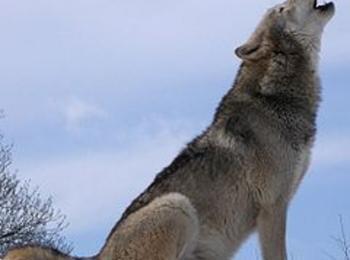 Обсъждат мерки срещу нападенията от вълци