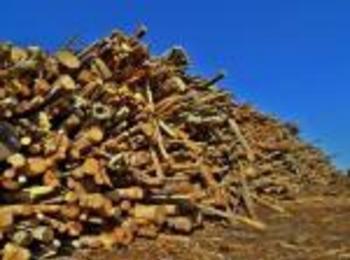 Износът стабилизира дървопреработващия отрасъл в Смолянско