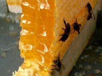 Зимните запаси на пчелните кошери в Смолянско се изчерпват заради топлото време