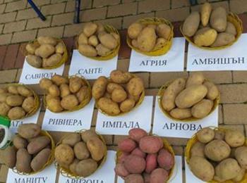 Картофите като деликатес и поминък бяха представени на Картоф Фест в Чепеларе