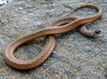 Спасители извадиха змия от гараж в Смолян
