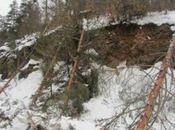 Около една трета от повалената от снега през март дървесина е извозена от горите в Смолянско