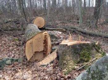 Незаконна сеч на дърва е установена край Рудозем 