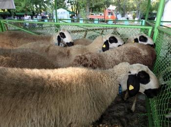 Национално изложение на местни породи овце ще се проведе на Смолянските езера