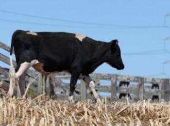 30 крави ще бъдат убити заради нодуларен дерматит