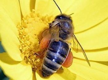 Мария Габриел ГЕРБ: Европейска комисия уверява, че е приела мерки за здравето на пчелите
