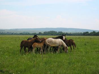 Организират национално изложение на коне от породата каракачански кон