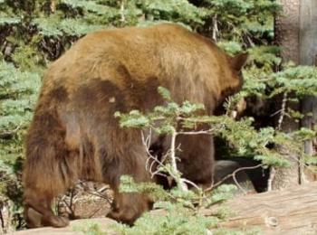 Ловците ще могат да убиват до 60 мечки годишно