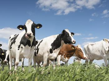 От 17 февруари животновъдите кандидатстват по схемата de minimis