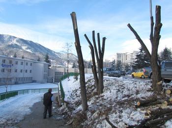 В Смолян почистват счупените клони и опасни дървета след обилния снеговалеж