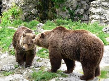 Два сигнала за щети от кафява мечка провери РИОСВ-Смолян