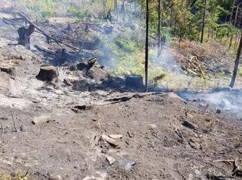 Огнеборци спасиха от изпепеляване 100 декара иглолистна гора