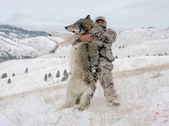  Рекорд в Сатовча: ловната дружинка повали 100 килограмов вълк
