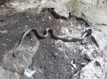 Сигнал за змия в двора на детска градина в Смилян