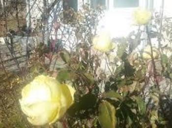 Родопско село посрещна Коледа с цъфнали рози