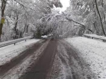 Спасители отстраняваха паднали дървета на пътя Смолян-Чепеларе