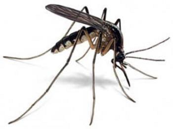  Четири начина да се предпазим от комарите