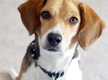 500 лева глоба на собствениците ако не регистрират кучето си