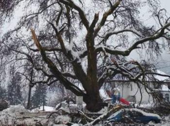 РИОСВ взима мерки за пречупено от снега вековно дърво