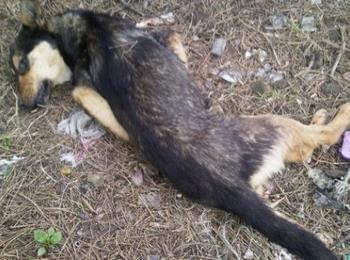 Разследват четири мъртви безстопанствени кучета в Девин