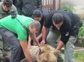   Последните две мечки от вивариум  „Кормисош“ отпътуваха за Холандия