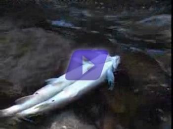  Мъртва риба по горното течение на р.Арда 