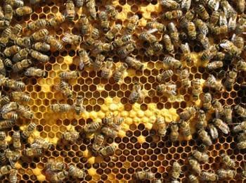 Представят книга, посветена на българската медоносна пчела в Смолян
