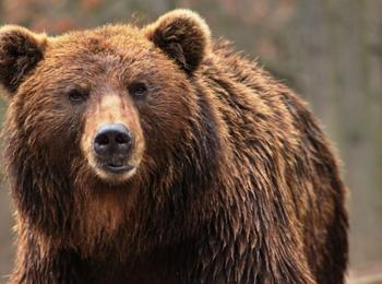 Будни мечки подяждат глиганите в Родопите