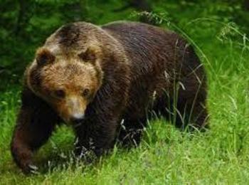  8 нападения на мечки през август срещу домашни животни в Смолянско